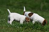 JACK RUSSEL 079